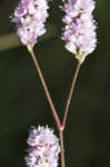 Pennsylvania smartweed